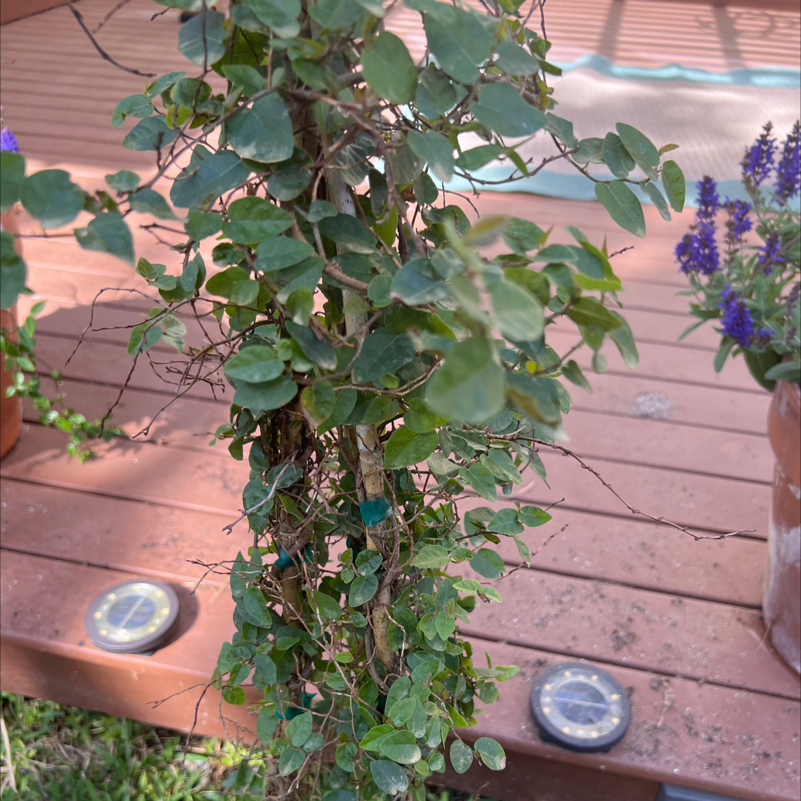 Photo of the plant species Formosan Creeping Fig by @SavoryRedtree named Michelle Branch on Greg, the plant care app