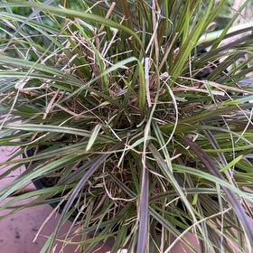 Photo of the plant species Purple Fountain Grass by @SavoryRedtree named Beckham on Greg, the plant care app