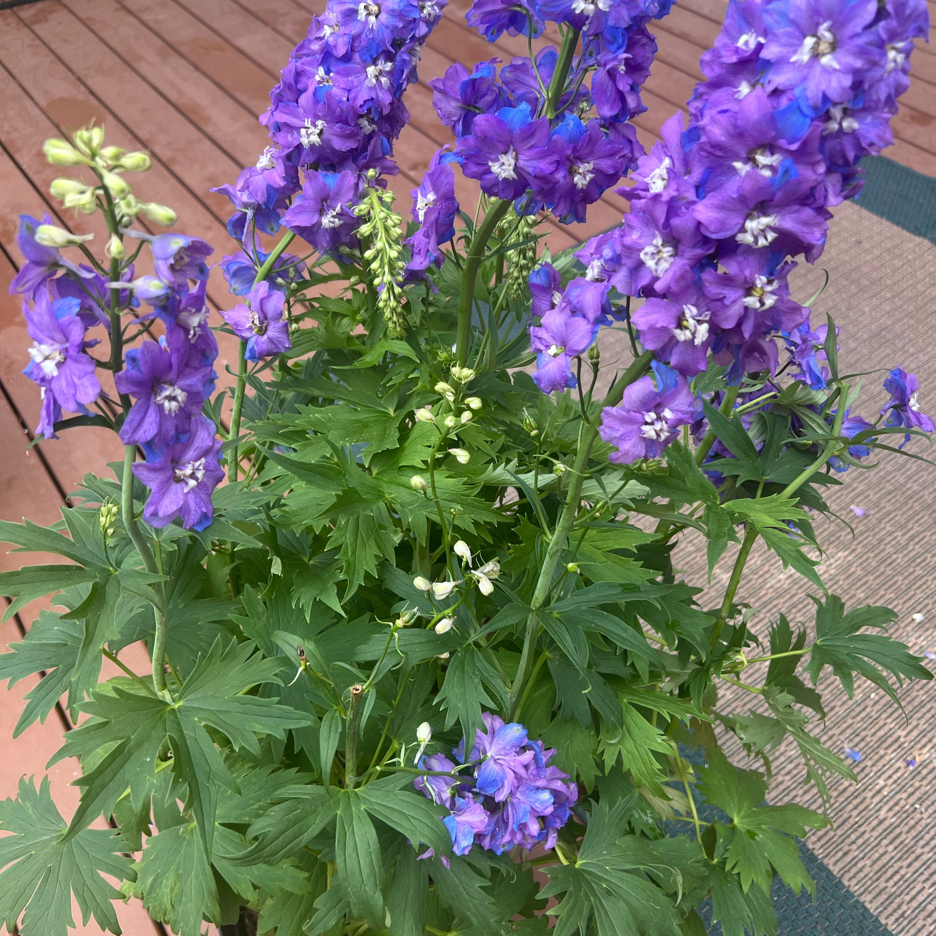 Healthy Candle Larkspur plant with vibrant purple flowers and green leaves.