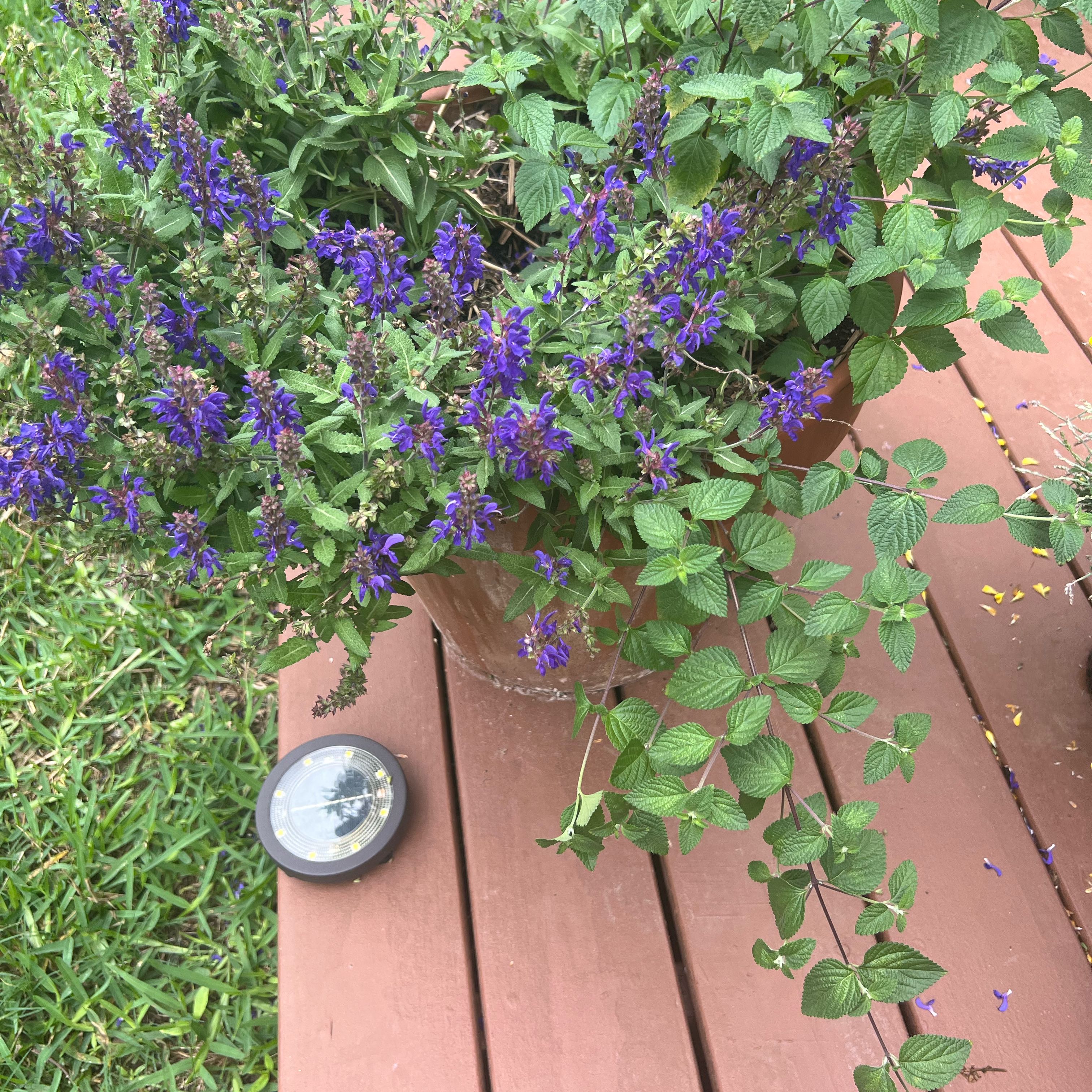Anise-Scented Sage plant with vibrant purple flowers in a pot on a wooden deck.
