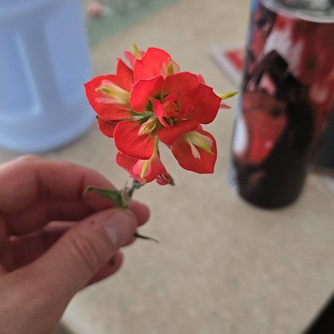 Photo of the plant species Texas Paintbrush by @GloriousTauhinu named Foxxy on Greg, the plant care app