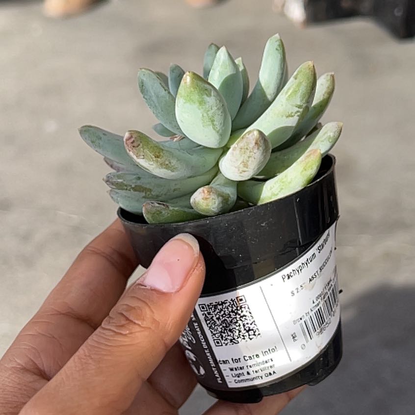 Photo of the plant species Pachyphytum 'Dr. Cornelius' by @UpholderSoybean named Mrs Muffin on Greg, the plant care app