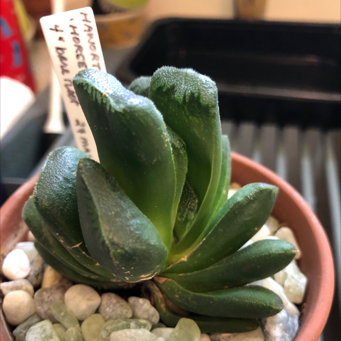 Photo of the plant species Horse's Teeth Haworthia by @SwiftJellycup named Camilla on Greg, the plant care app