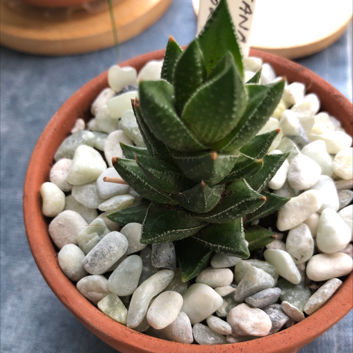 Photo of the plant species Haworthia resendeana by @SwiftJellycup named Agnes on Greg, the plant care app