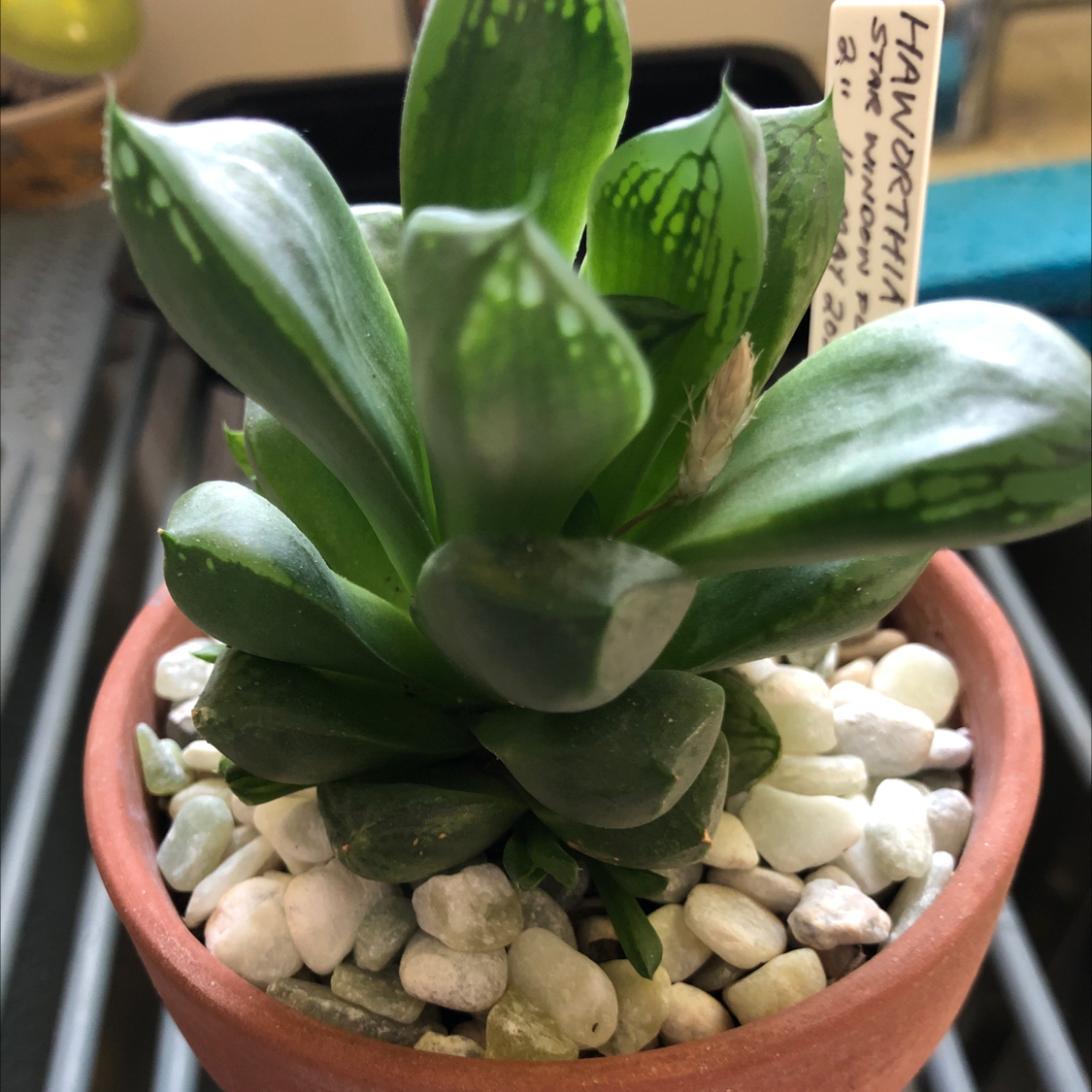 Photo of the plant species Variegated Haworthia cuspidata by @SwiftJellycup named Star Window Plant (not variegated !) on Greg, the plant care app