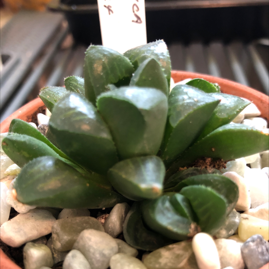 Photo of the plant species Haworthia mutica by @SwiftJellycup named Maurice on Greg, the plant care app