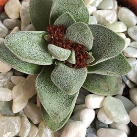 Crassula Silver Springtime