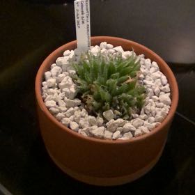 Photo of the plant species cobweb aloe by @SwiftJellycup named Haworthia arachnoidea on Greg, the plant care app