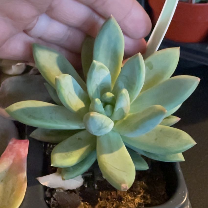A healthy Pachyphytum hookeri succulent with thick, fleshy leaves. A hand is holding the plant.