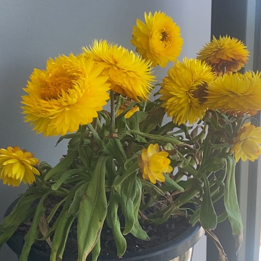 Strawflower plant with bright yellow flowers and some wilted leaves in a pot.