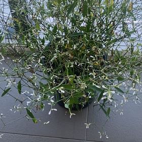 Photo of the plant species Euphorbia 'Diamond Frost' by @DirectorFrithia named Cleopatra on Greg, the plant care app