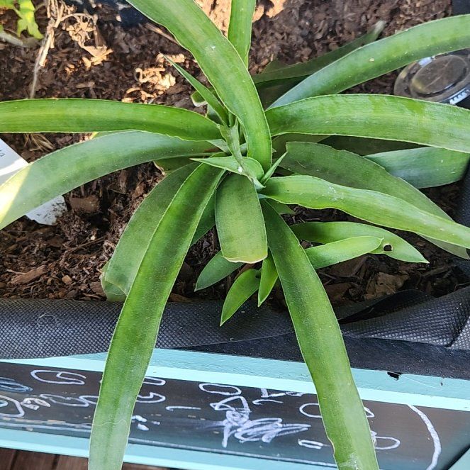 Photo of the plant species Manfreda spp. by @CleanSandcarpet named Austen on Greg, the plant care app