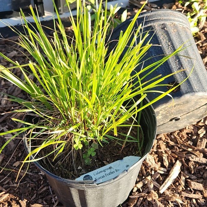 Plant care for Agrostis x ussuriensis on Greg, the plant care app