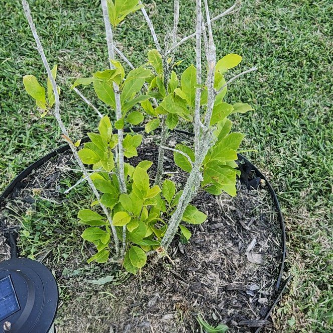 Photo of the plant species Tulip magnolia by @CleanSandcarpet named Kendall on Greg, the plant care app