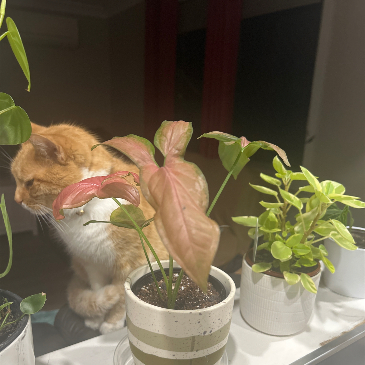 Plant care for Syngonium 'Anya Pink Cloud' on Greg, the plant care app