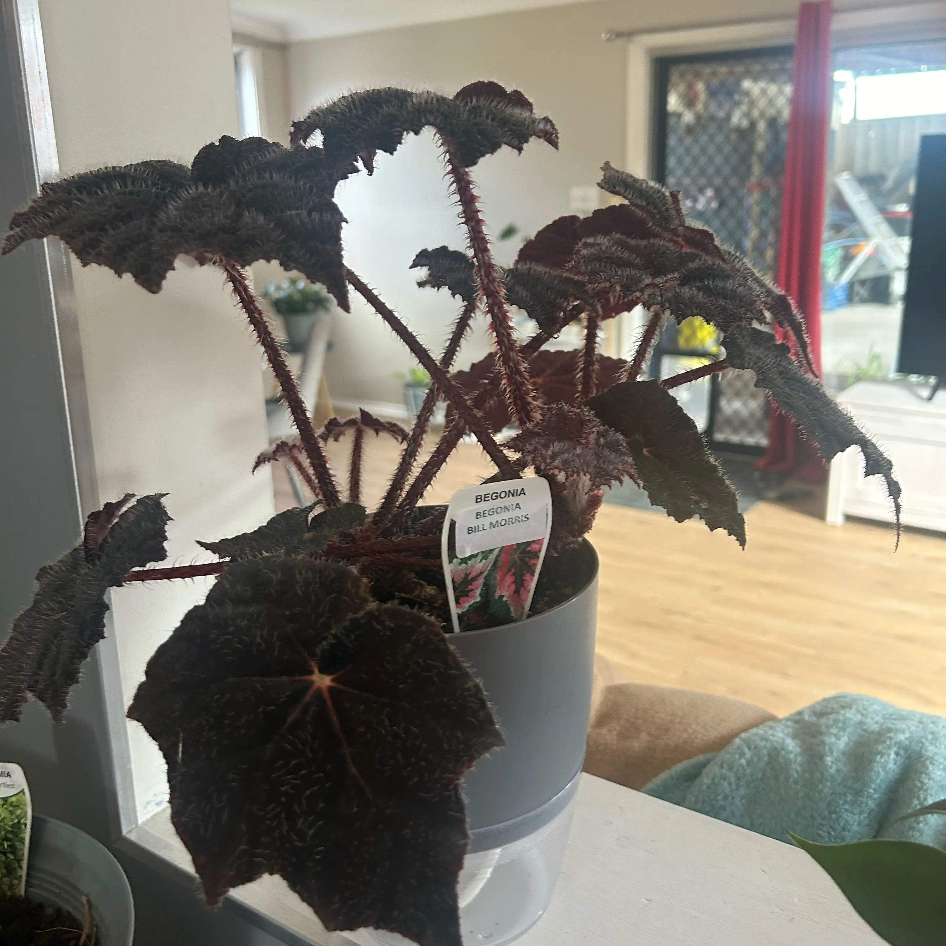 Photo of the plant species Begonia Bill Morris by @HotWildradish named Rosa on Greg, the plant care app