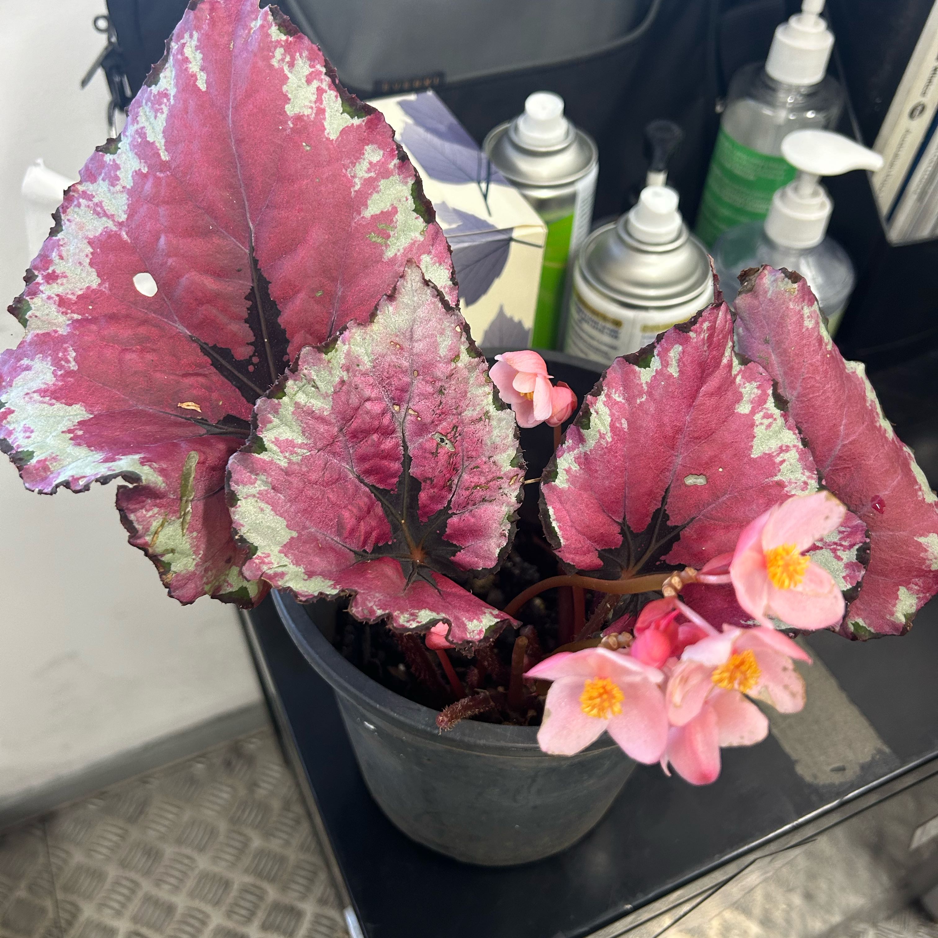 Painted-leaf Begonia with pink and green leaves, visible flowers, and some browning edges.