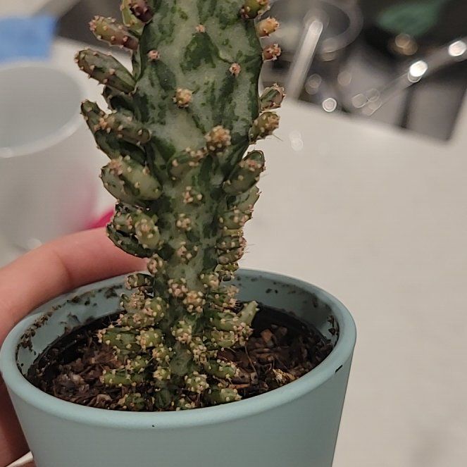 Photo of the plant species Joseph's Coat by @AngelMockoyster named Bieber on Greg, the plant care app