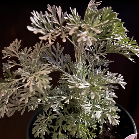 Photo of the plant species Artemisia 'Parfum d'Ethiopia' by @DapperNikaupalm named Darwin on Greg, the plant care app