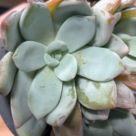 Photo of the plant species Pachyveria 'Powder Puff' by @DapperNikaupalm named Fernie Saunders on Greg, the plant care app