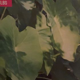 Photo of the plant species Elephant ear by @LeadBowmansroot named Zeus on Greg, the plant care app