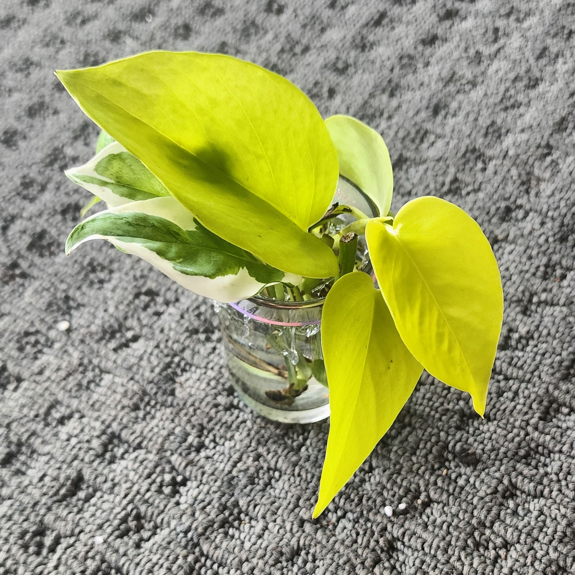 Photo of the plant species Epipremnum aureum 'Goldilocks' by @jadesplants2024 named Kobe on Greg, the plant care app