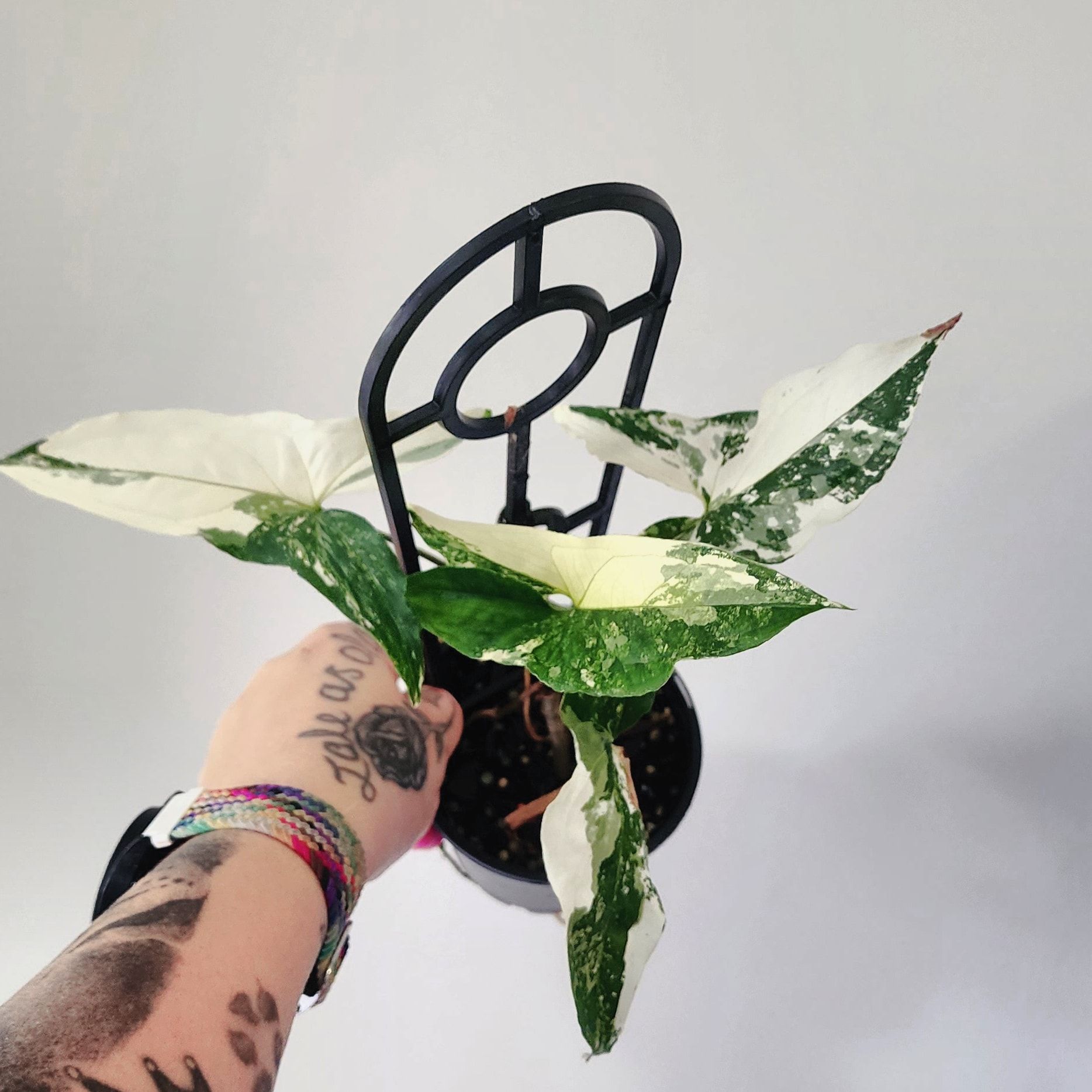 Syngonium aurea plant with variegated leaves held by a tattooed hand.