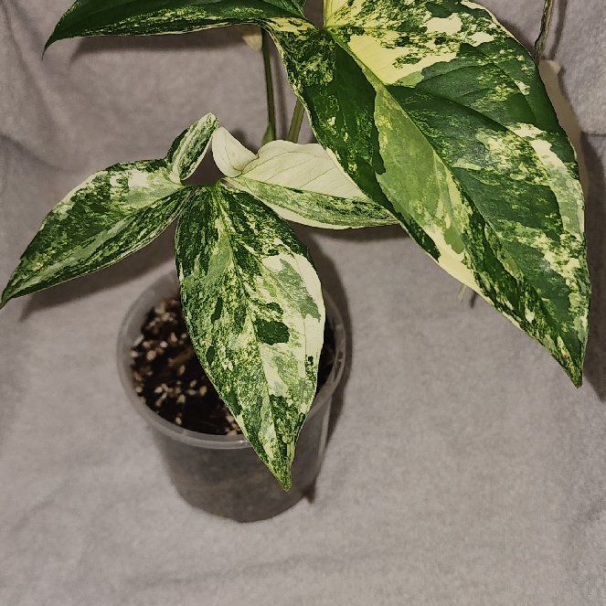Photo of the plant species Fantasy Imperial White Arrowhead Plant by @jadesplants2024 named Orlando Bloom on Greg, the plant care app
