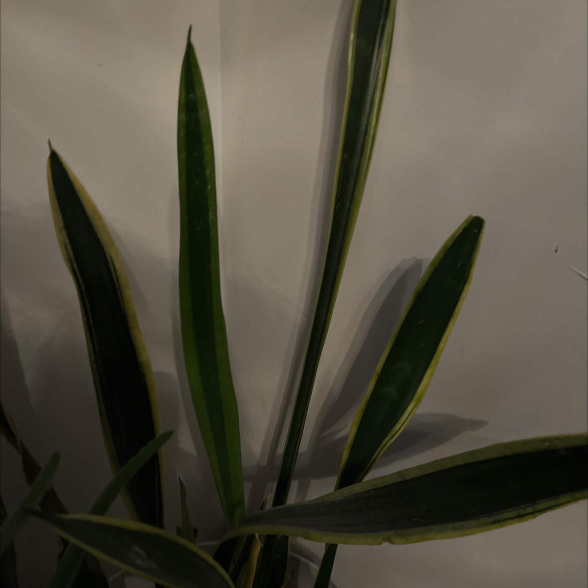 Jaboa Sansevieria plant with yellow-edged leaves.