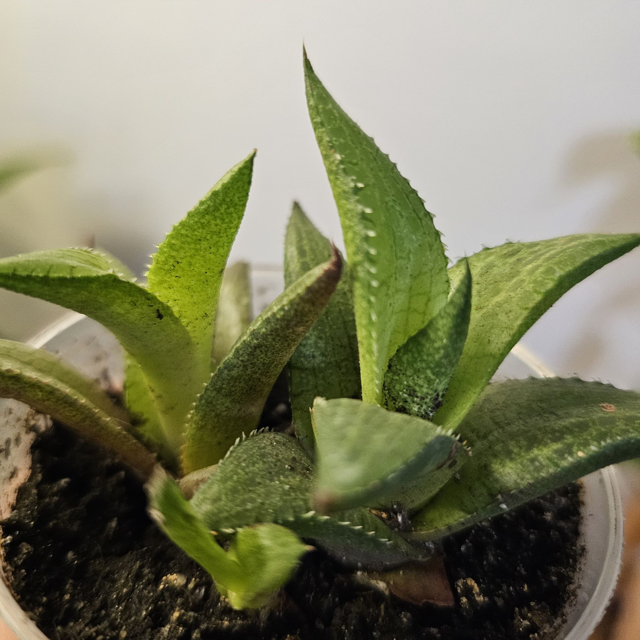 Veined Haworthia plant in a small pot with visible soil and healthy green leaves.