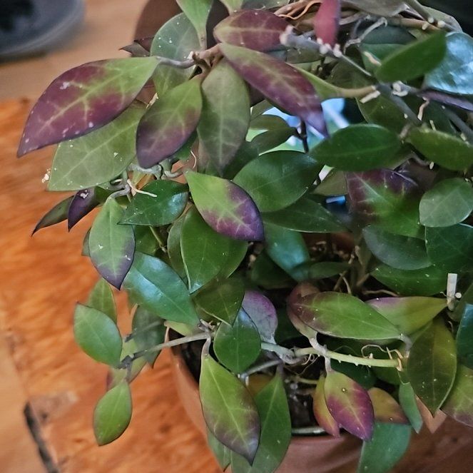 Photo of the plant species Hoya sipitangensis by @BlazingDracaena named Sipie on Greg, the plant care app