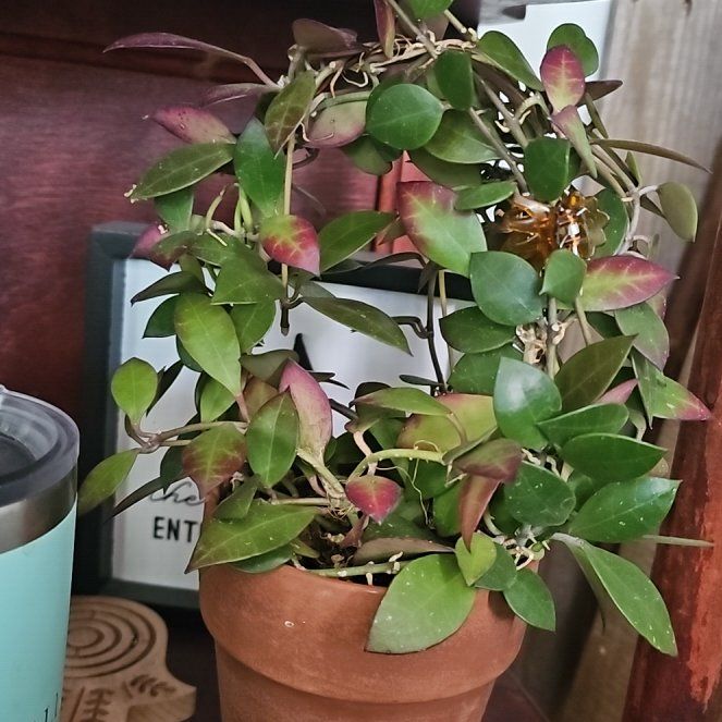 Photo of the plant species Hoya sipitangensis by @BlazingDracaena named Bigleef Smalls on Greg, the plant care app