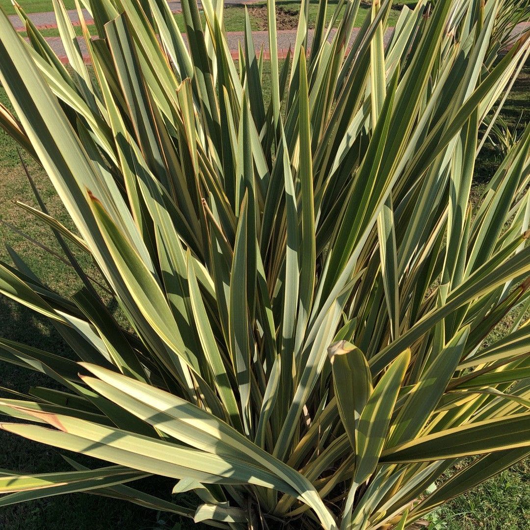 New Zealand Flax plant with long, sword-shaped leaves, appearing healthy.