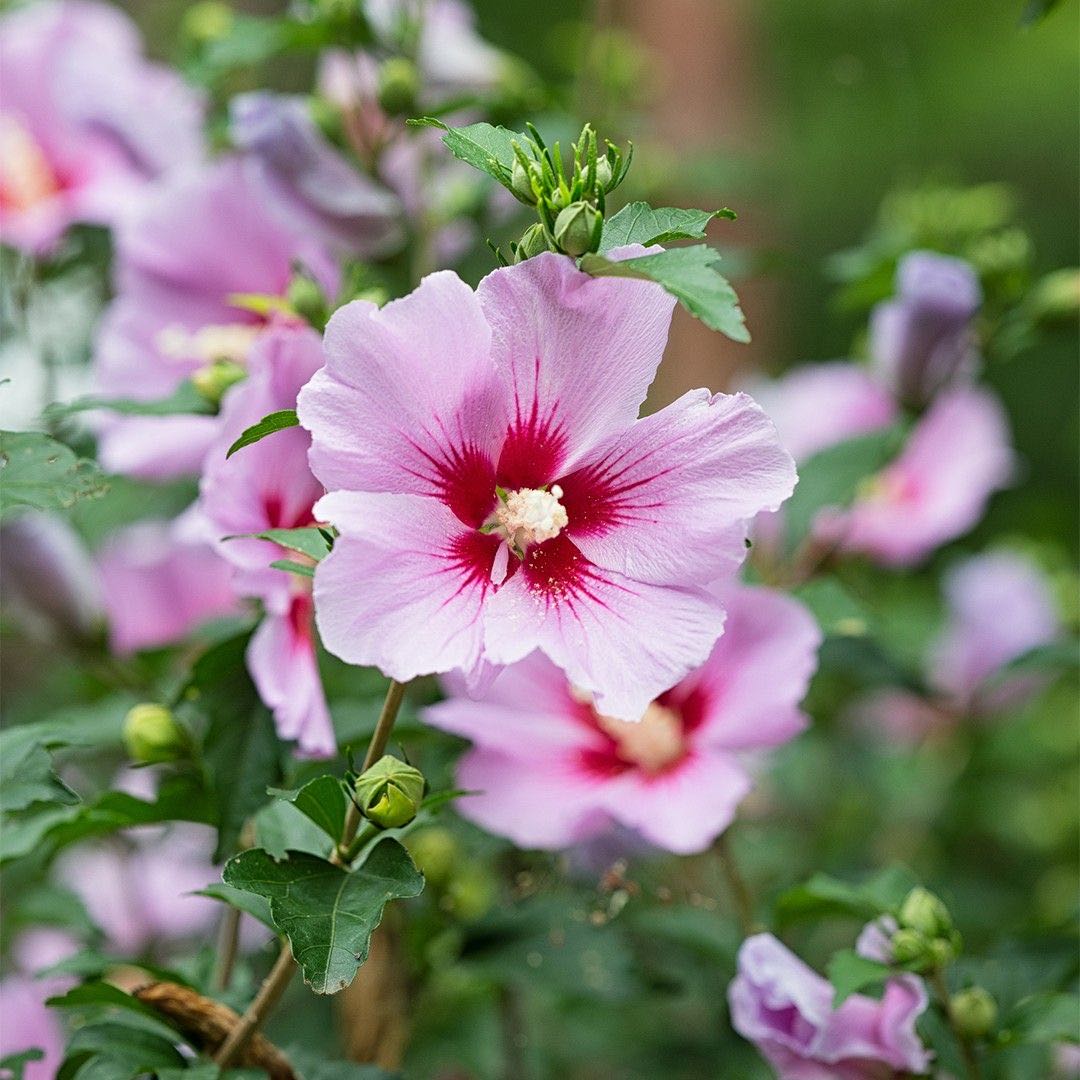 Photo of the plant species Rose of Sharon 'Paraplu Violet' by @YeveRivetwheat named Bella on Greg, the plant care app