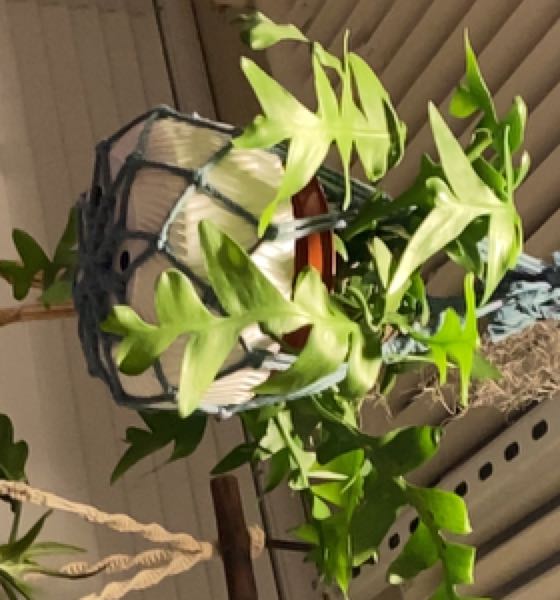 Photo of the plant species Cactus Orchid by @ChirpyGianttaro named Figyonce on Greg, the plant care app