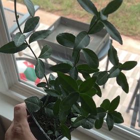 Photo of the plant species Purple Wintercreeper by @ActivePlanera named Fernie Mac on Greg, the plant care app