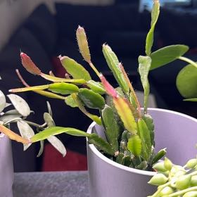Photo of the plant species Rhipsalis agudoensis by @MentorOrrisroot named Keanu Leaves on Greg, the plant care app