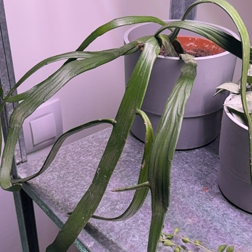 Photo of the plant species Euphorbia xylophylloides by @MentorOrrisroot named Girlfrond on Greg, the plant care app