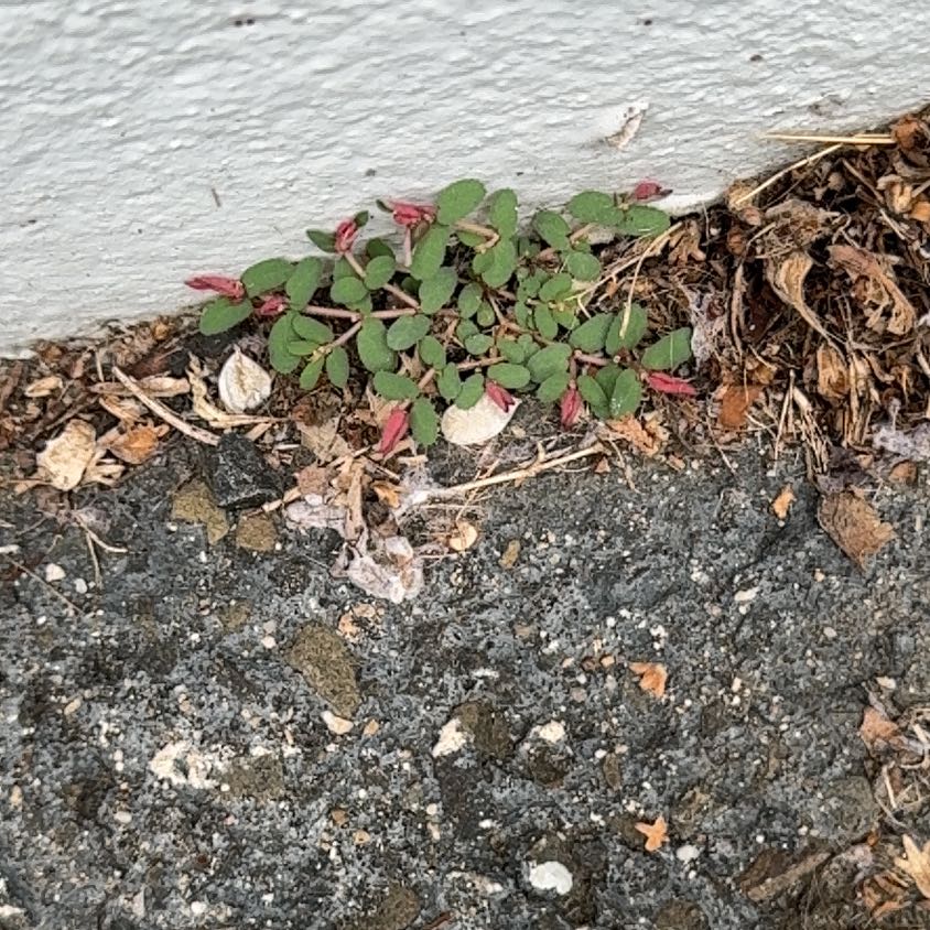 Photo of the plant species Chinese Fringe Flower by @StatelyTule named Fernie Mercury on Greg, the plant care app