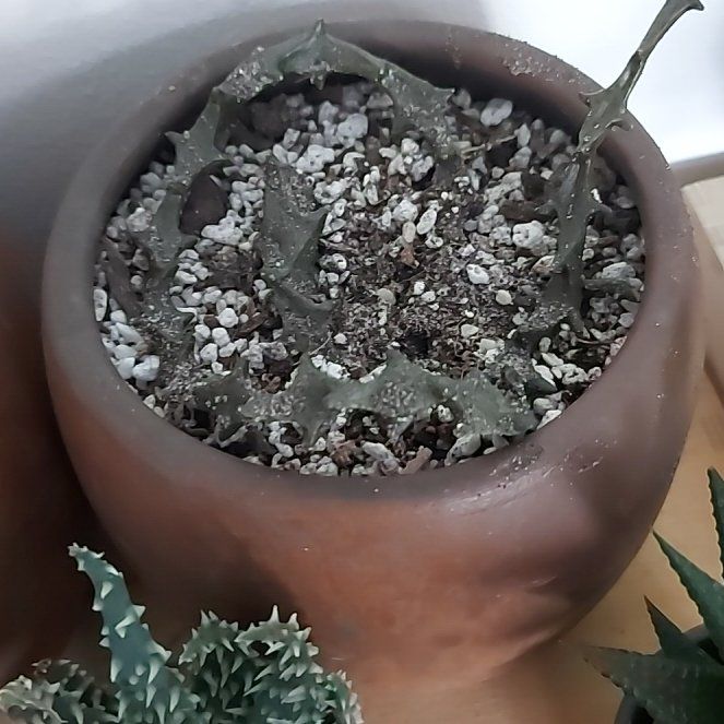 Photo of the plant species Ceropegia bosseri by @RichHardykiwi named Beyonce on Greg, the plant care app