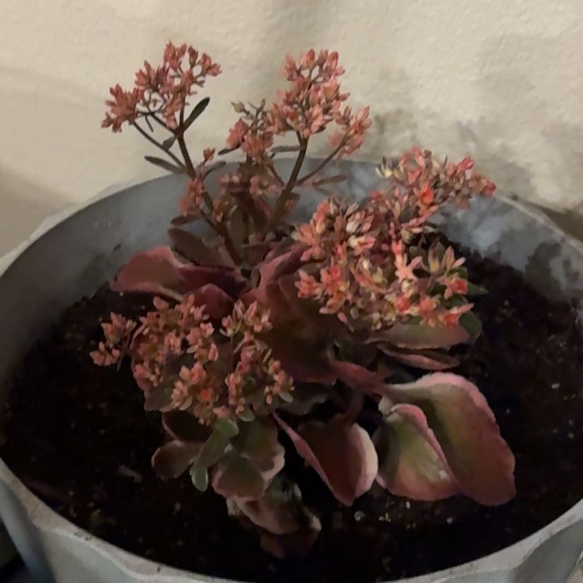 Photo of the plant species Kalanchoe blossfeldiana 'Creamed Scallops Variegata' by @ContentlyAgave named Austen on Greg, the plant care app