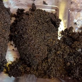 Photo of the plant species Desert Christmas Tree by @ScrupulousCosmo named Mochi on Greg, the plant care app