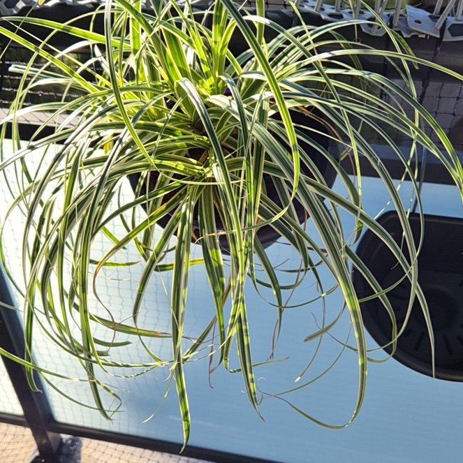 Photo of the plant species Carex Feather Falls by @BetterWhitlavia named ChloroPhil on Greg, the plant care app