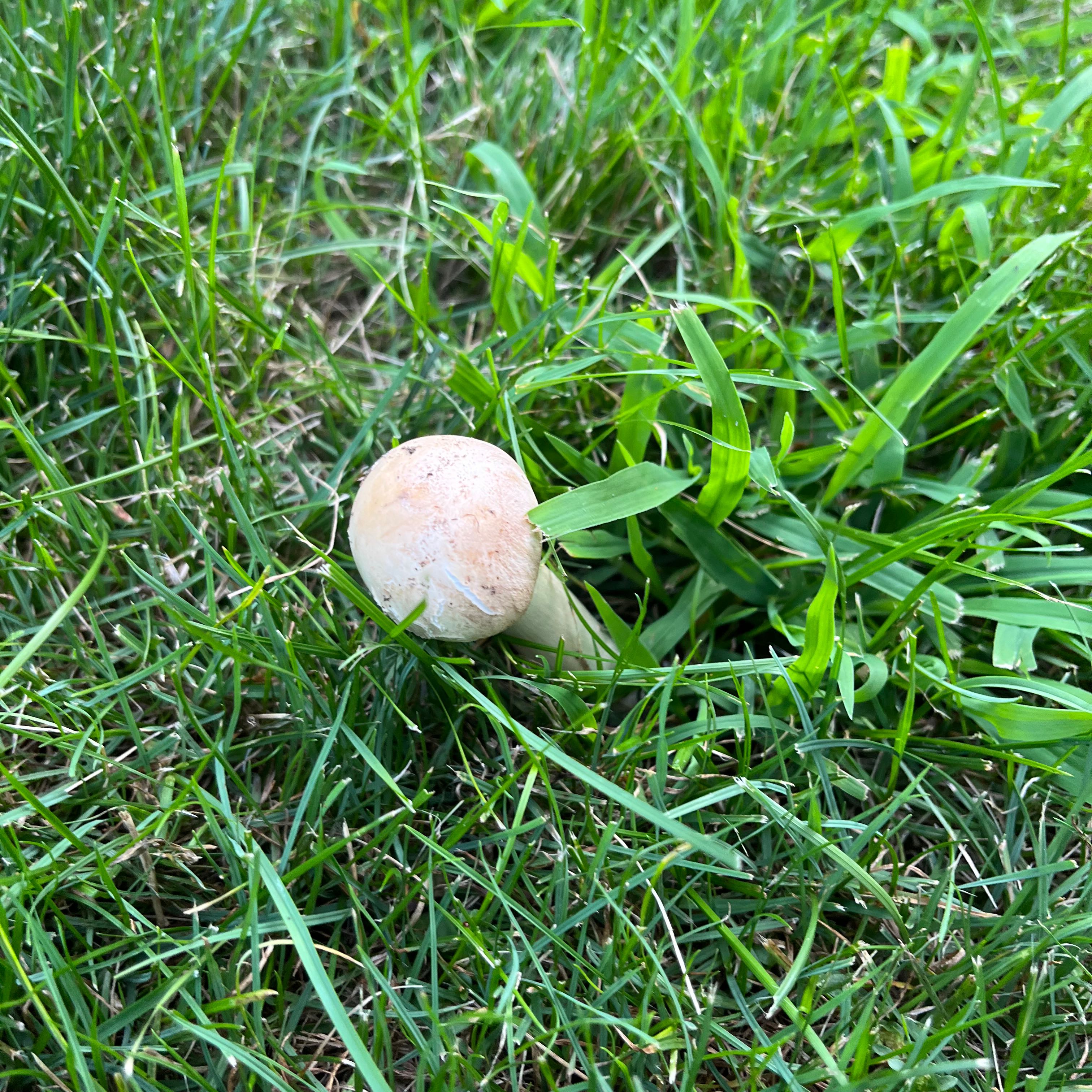 Photo of the plant species Mushroom Herb by @haleyrae named mushy on Greg, the plant care app