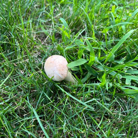 Photo of the plant species Mushroom Herb by Haleyrae named mushy on Greg, the plant care app
