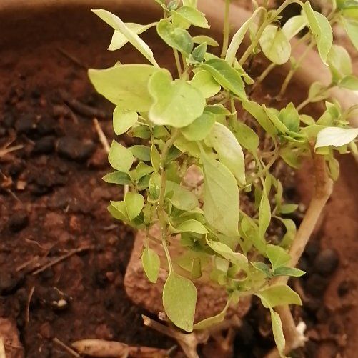 Photo of the plant species Lime Basil by @GrandFittonia named Lavender on Greg, the plant care app