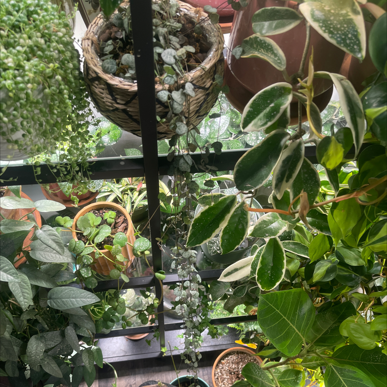 Photo of the plant species Chain of Hearts by @haley.martin named Ceropegia Woodii on Greg, the plant care app