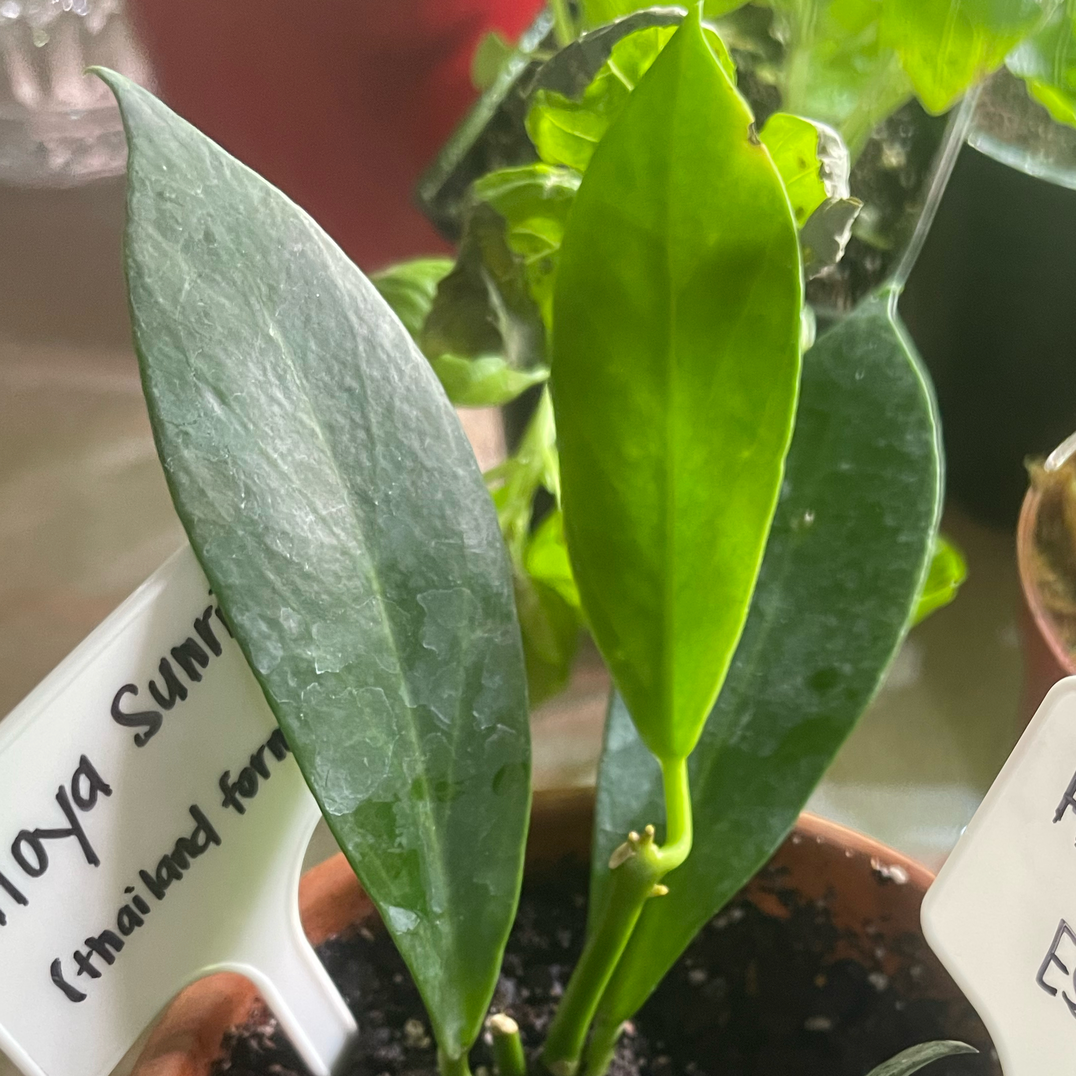 Hoya 'Sunrise' plant with two prominent leaves, one dark green and one lighter green, in a pot with a label.