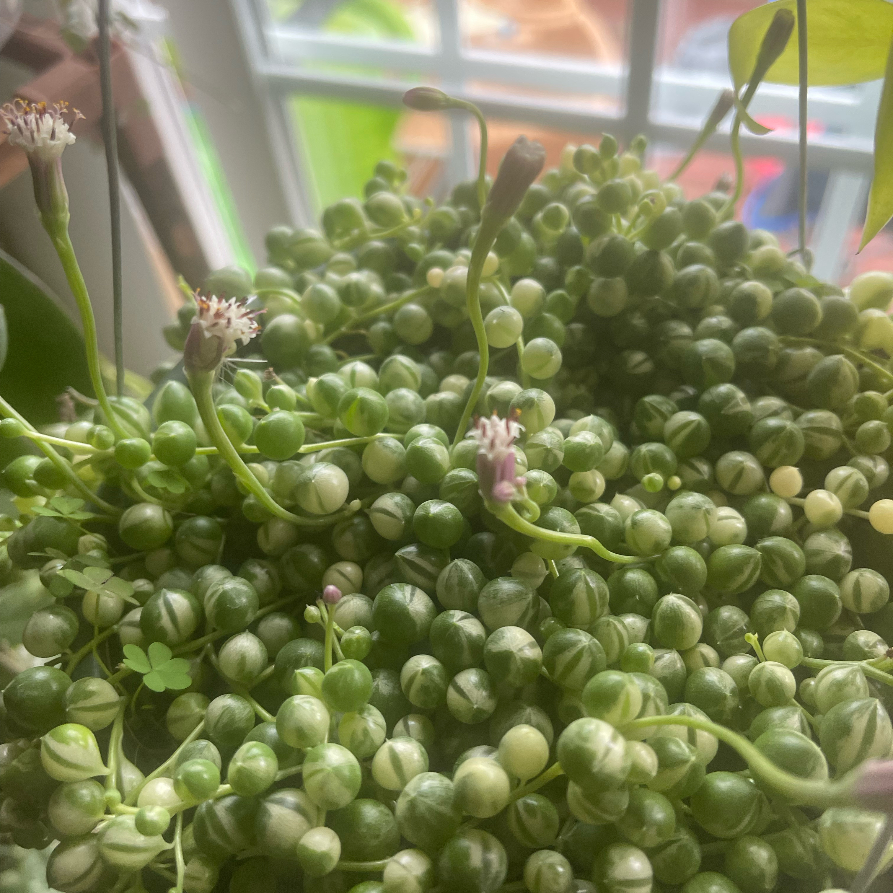 Variegated String of Pearls plant with bead-like leaves and small flowers.