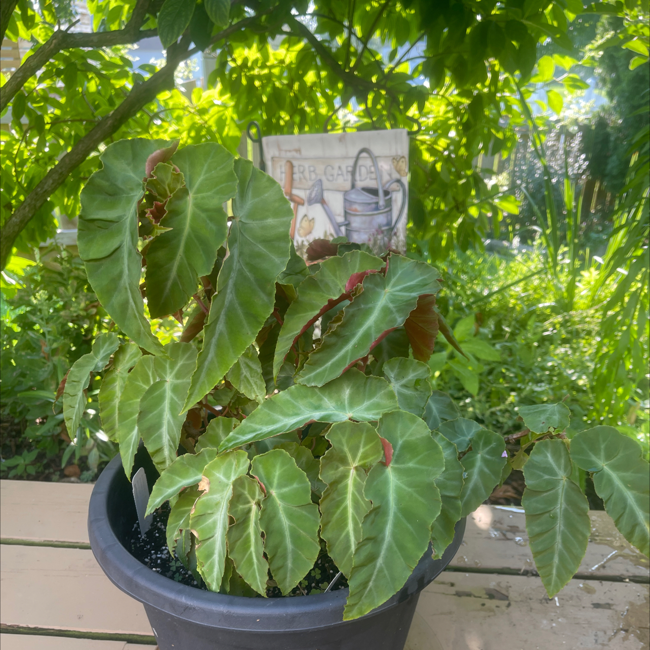 Photo of the plant species Begonia 'Grey Feather' by @haley.martin named Begonia ‘Grey Feather’ on Greg, the plant care app
